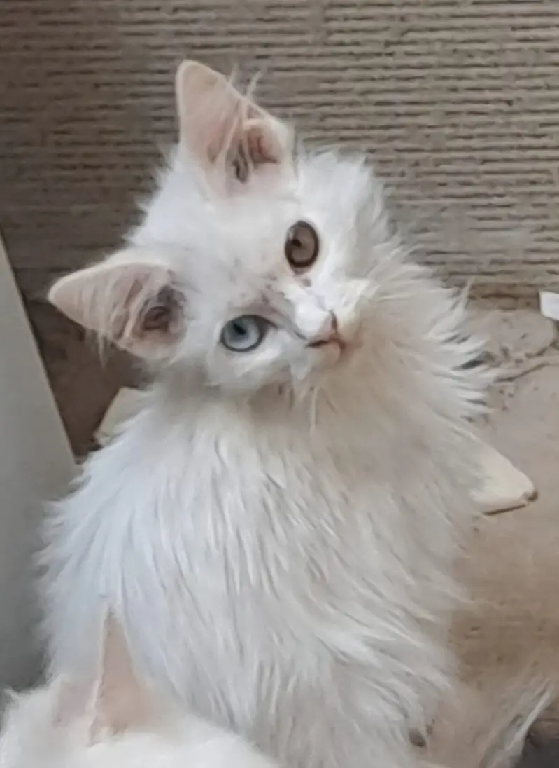 Kittens — photo 7