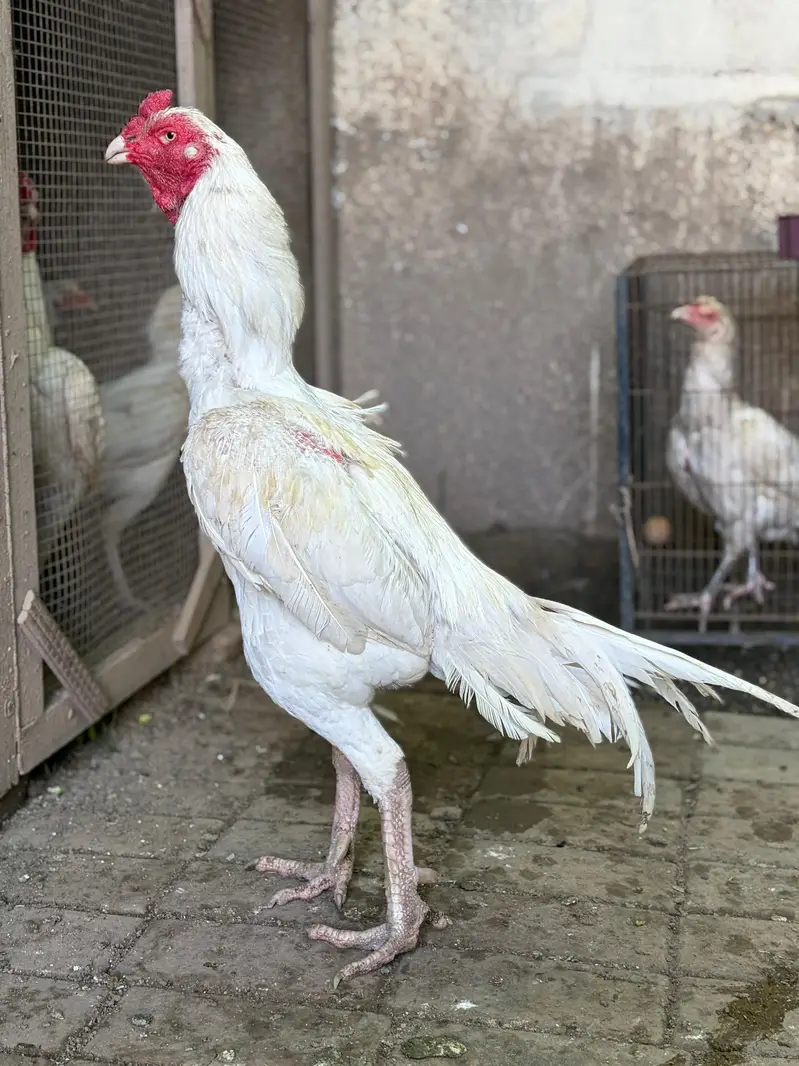 achy price ma quality parindy — photo 2