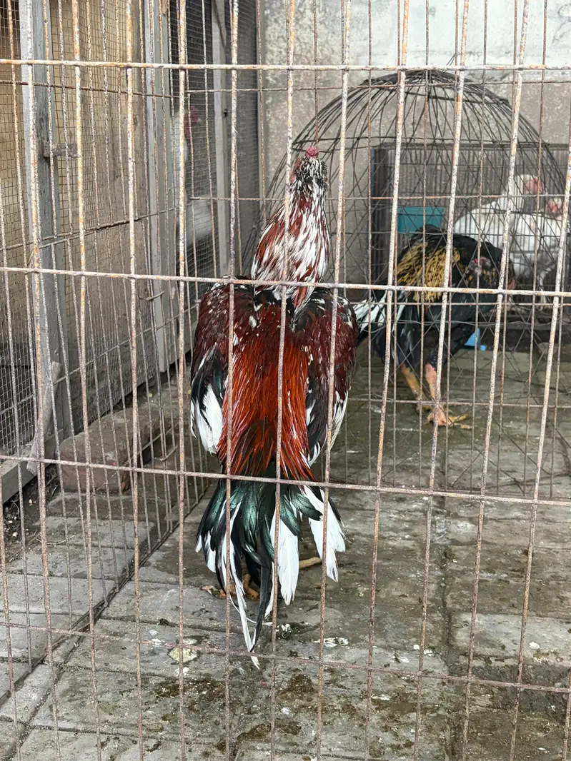 achy price ma quality parindy — photo 3