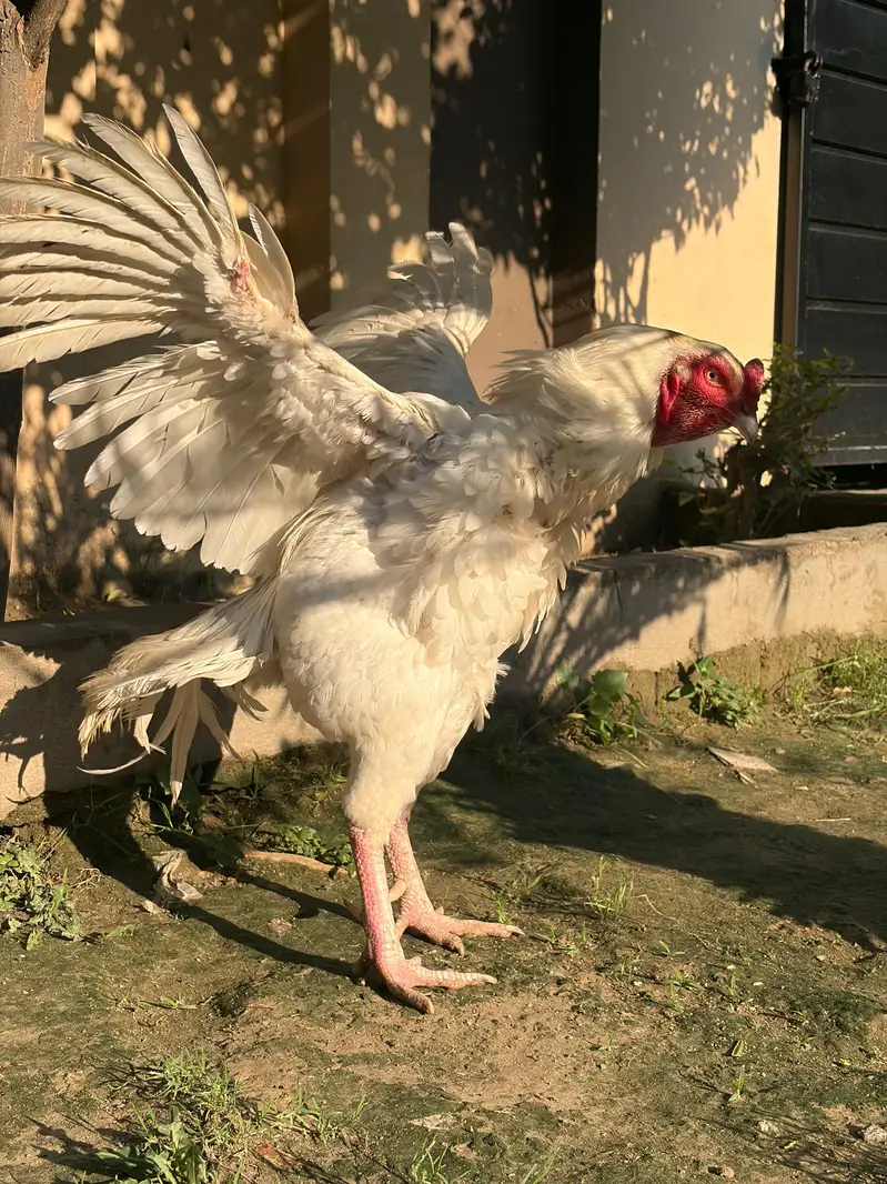 achy price ma quality parindy — photo 4