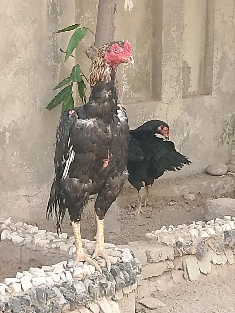achy price ma quality parindy — photo 7