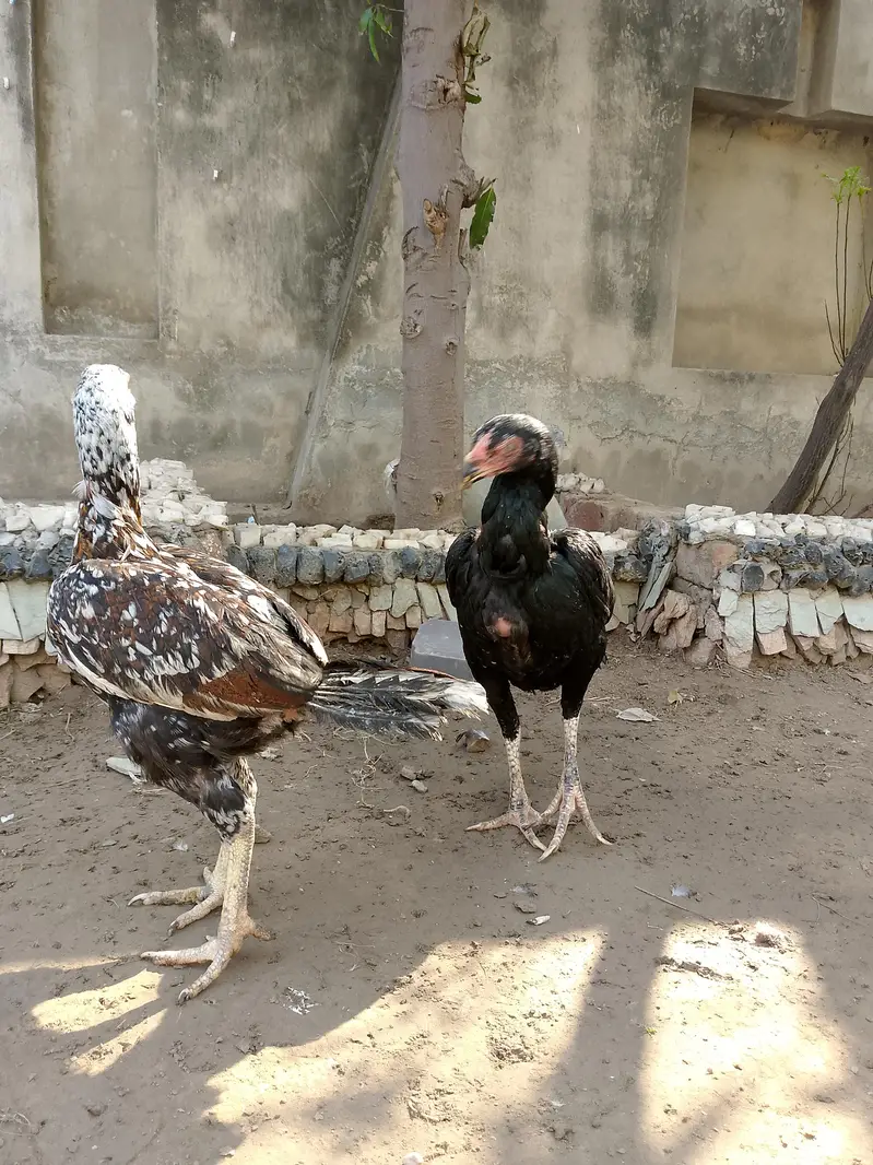 achy price ma quality parindy — photo 8