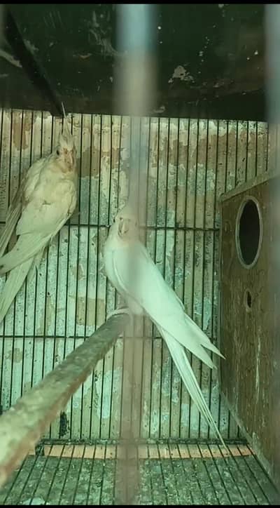 Eno Cocktails/Parrott/Cockatiel Breeder Price kaam ho jaya gi Read Add