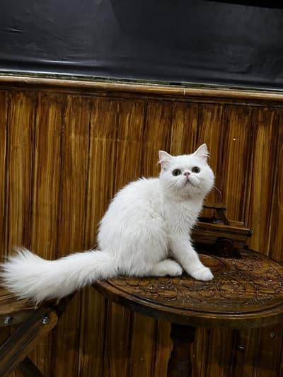 peki female kitten