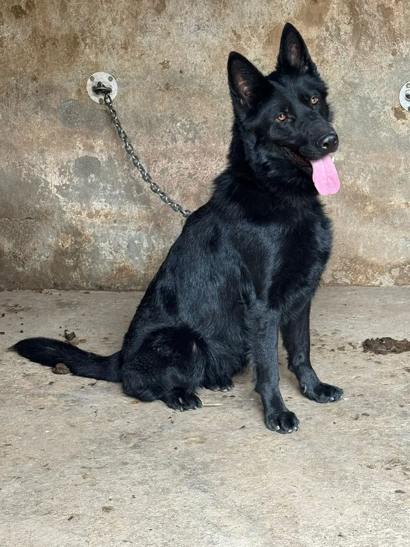 Black shepherd female sale or Exchenj
