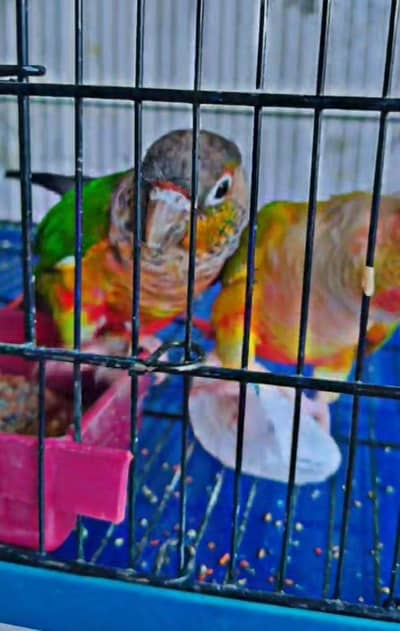 pineapple conure breader pair for sale healthy and active