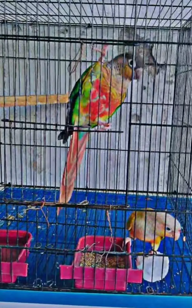 pineapple conure breader pair for sale healthy and active — photo 3