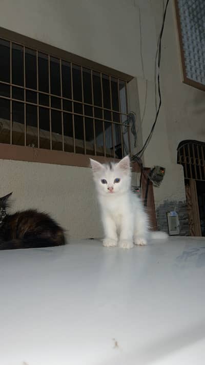 persian kitten