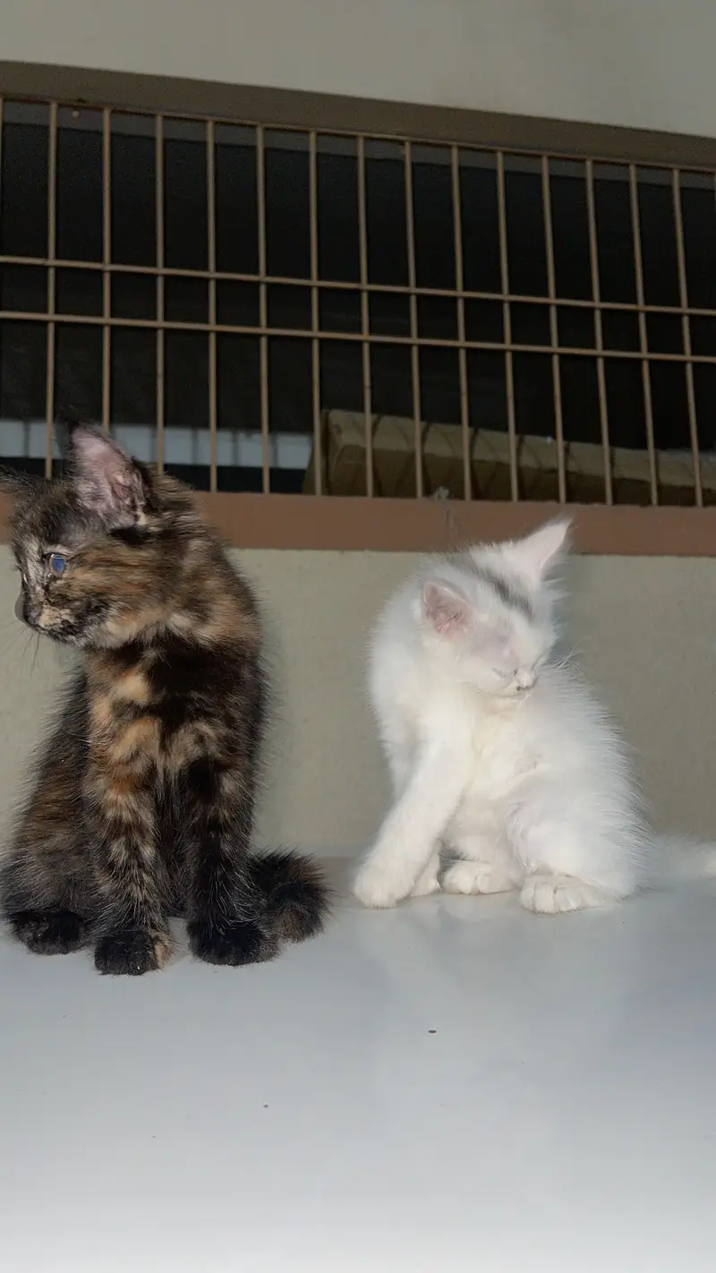 persian kitten — photo 2