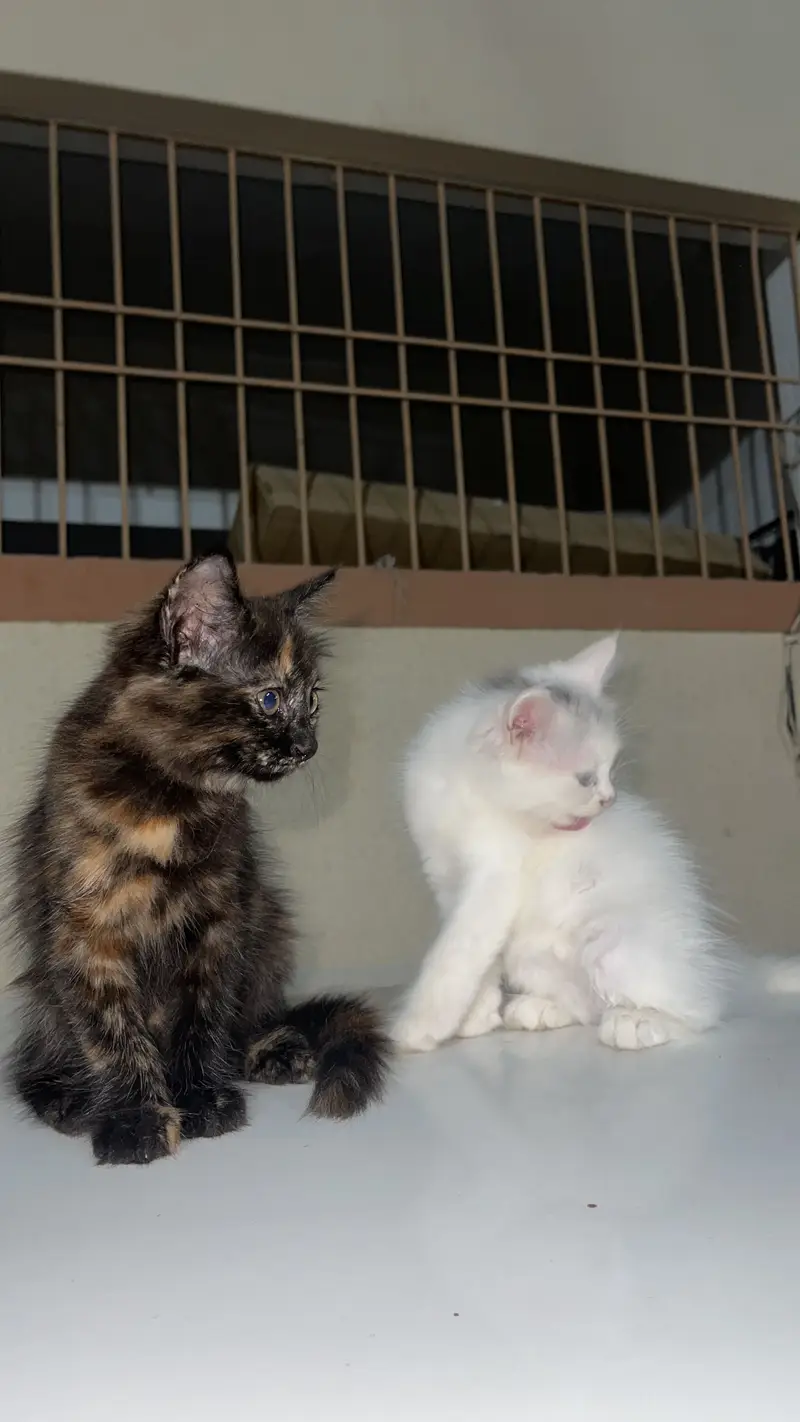 persian kitten — photo 3