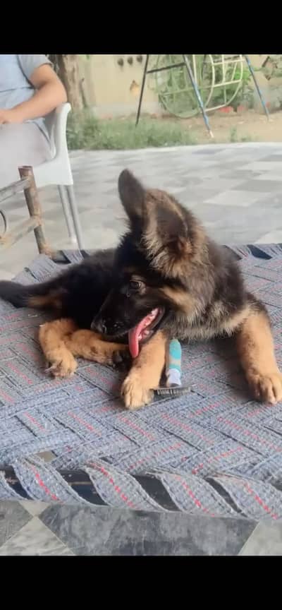 German shepherd puppies