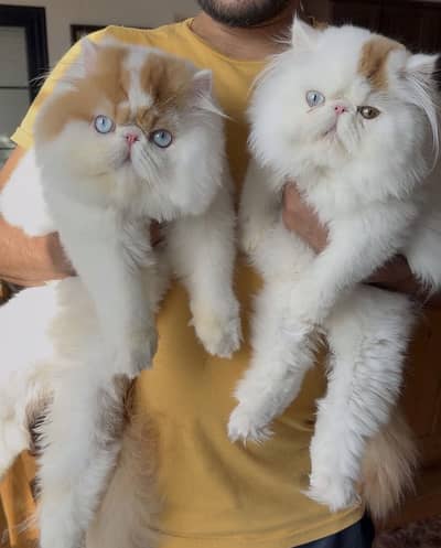 CFA Registered Exotic Long Hair Cat – Premium Bloodline