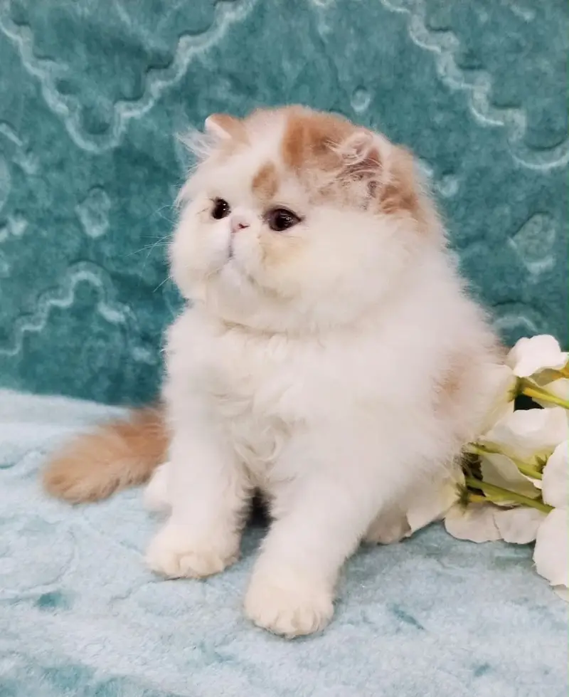 CFA Registered Exotic Long Hair Cat – Premium Bloodline — photo 2