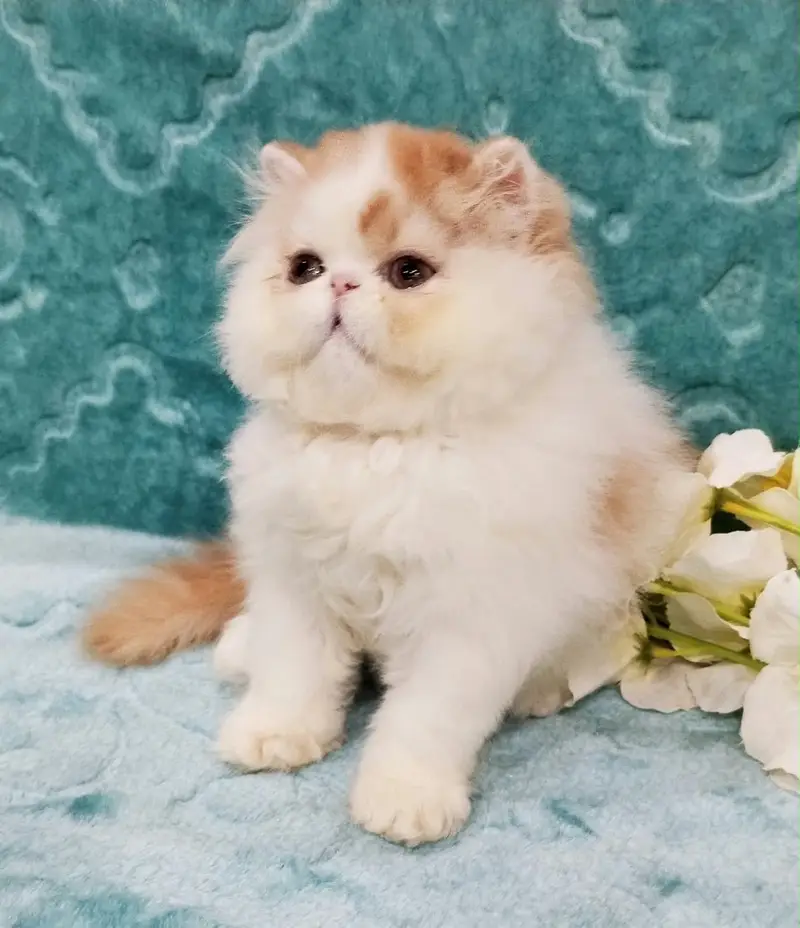 CFA Registered Exotic Long Hair Cat – Premium Bloodline — photo 3