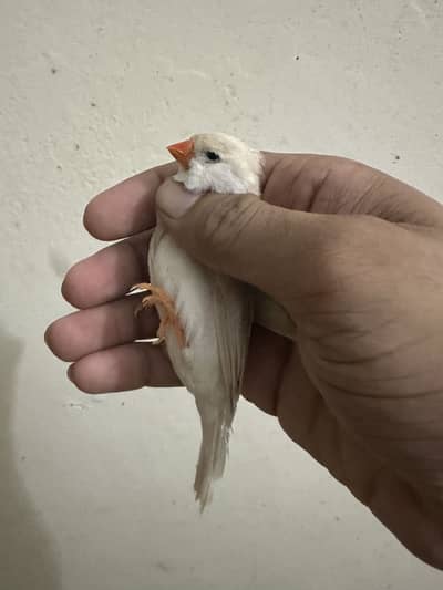 Exhibition Finches available for sale