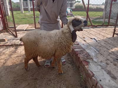 desi bher nasli