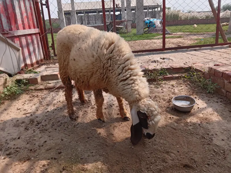desi bher nasli — photo 3