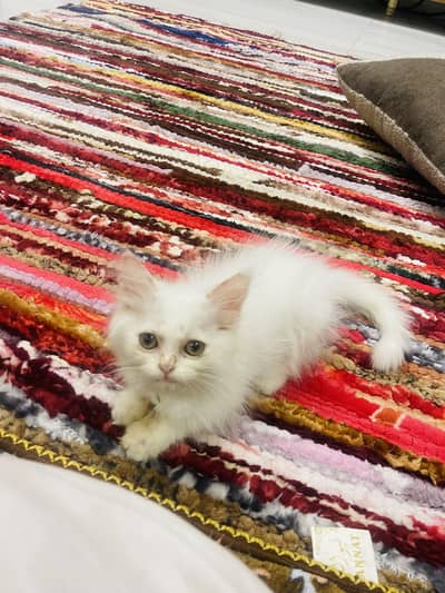 All acessories amd toys    Available with kitten