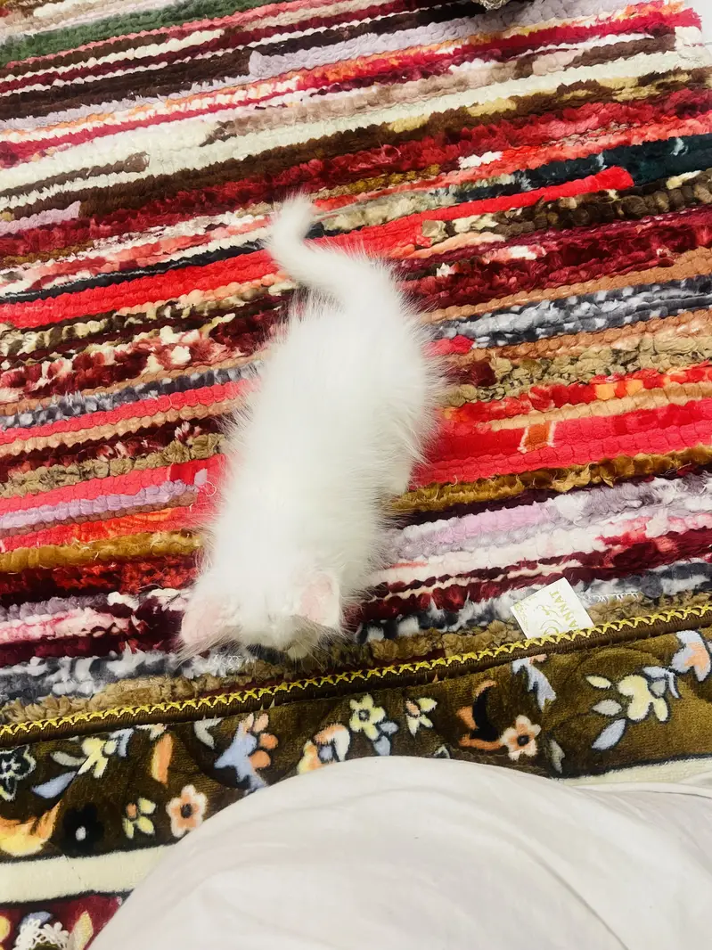 All acessories amd toys    Available with kitten — photo 2
