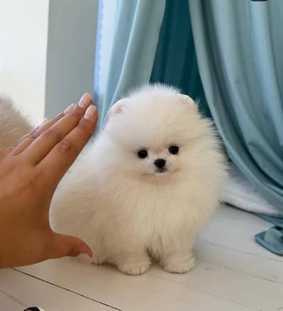 TEA CUP Siz |Pomeranian Pupps | Shitzu Pupp | Toy Breed Pupps For Sale