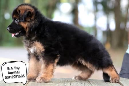 German Shepherd Male Puppy