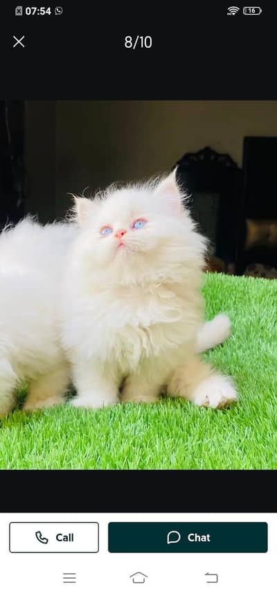 Persian cat for sale male or female my WhatsApp number03/44/78/70/1/60
