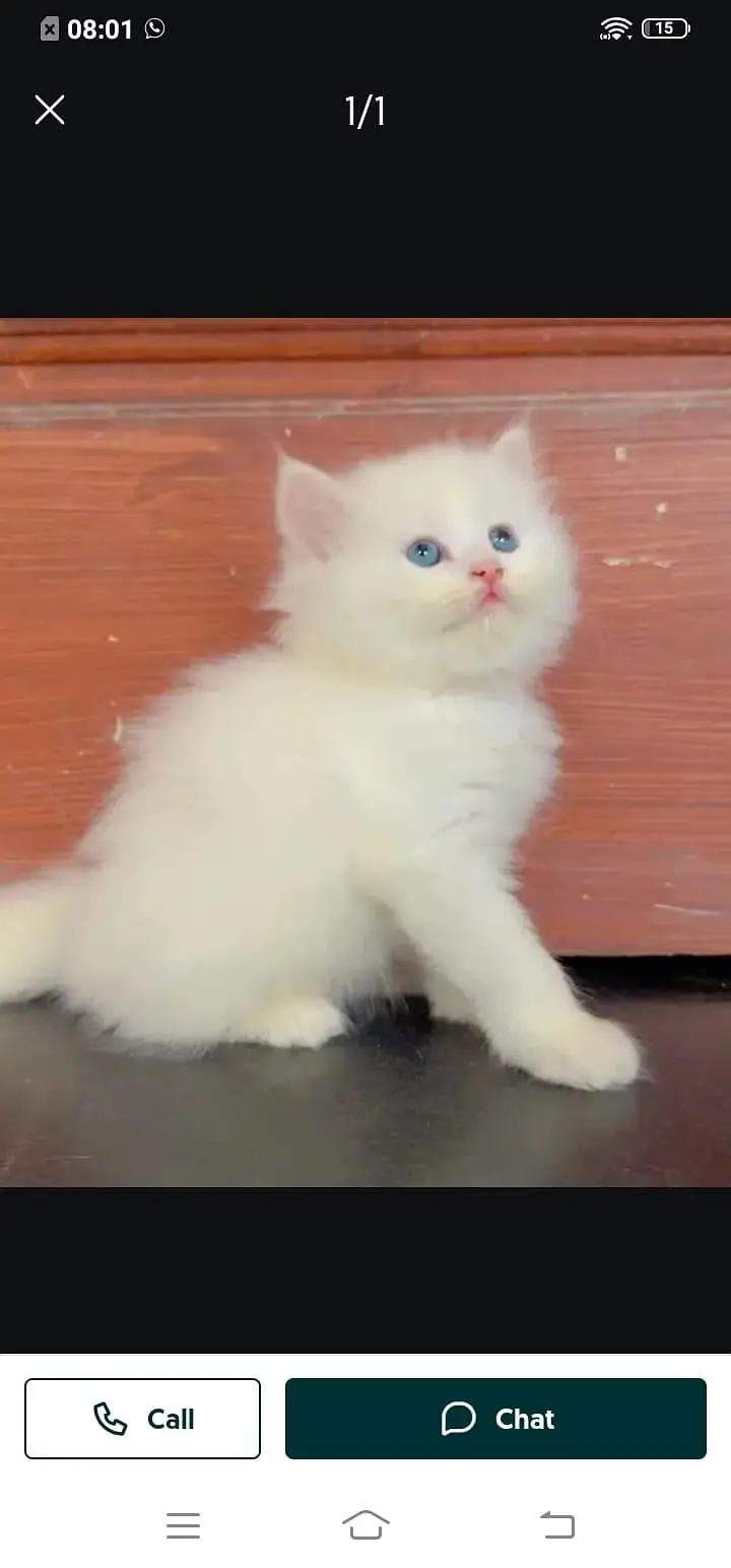 Persian cat for sale male or female my WhatsApp number03/44/78/70/1/60 — photo 3