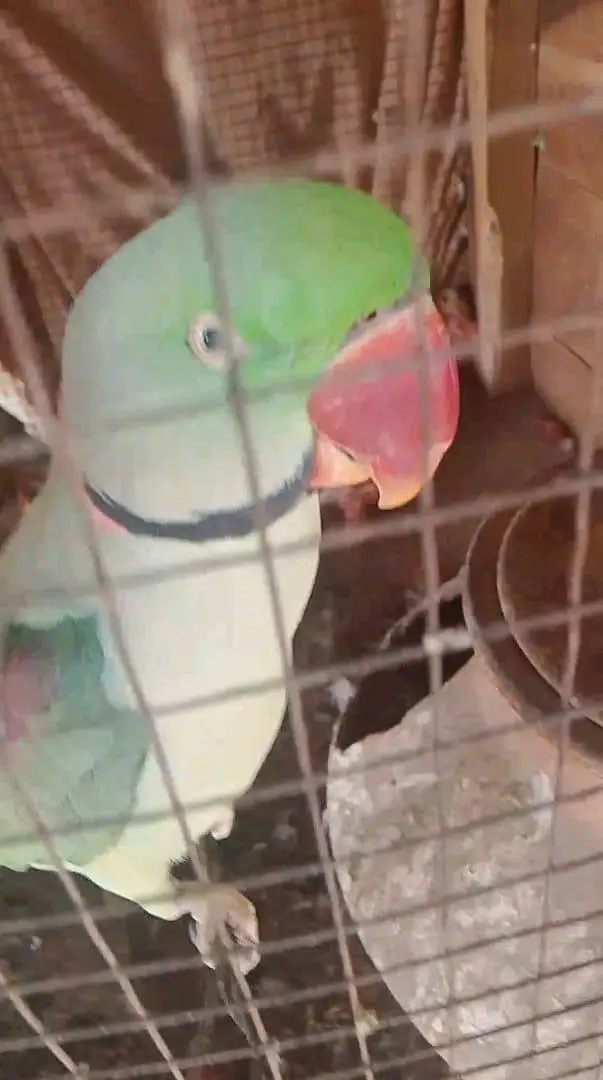 parrots for sale male was train my WhatsApp number03447870160 — photo 4