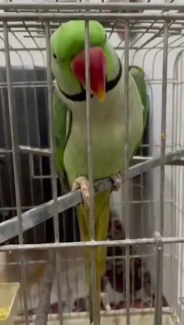parrots for sale male was train my WhatsApp number03447870160 — photo 5