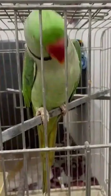 parrots for sale male was train my WhatsApp number03447870160 — photo 8