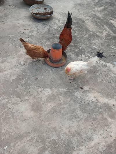 golden misre hens