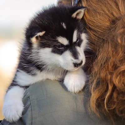 Alaskan Malamute Puppy Black and White