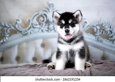 Alaskan Malamute Puppy Black and White — photo 2