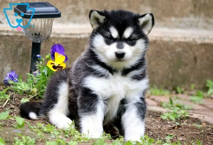 Alaskan Malamute Puppy Black and White — photo 3