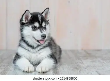 Alaskan Malamute Puppy Black and White — photo 4
