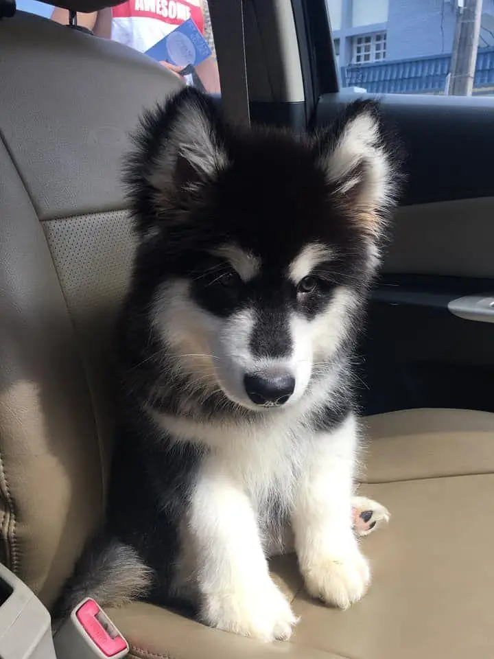 Alaskan Malamute Puppy Black and White — photo 5