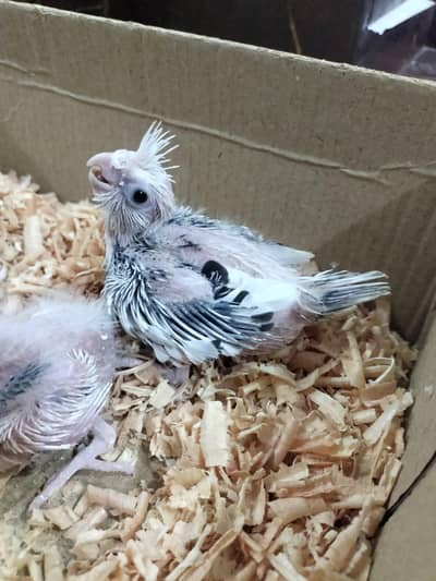 cocktail chiks for hand tame
