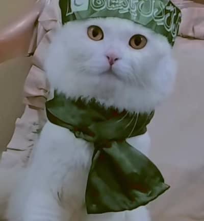 male cat for sale 03165054348