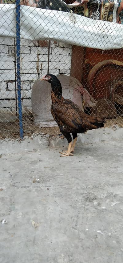 2   ASEEL Hens Madi  For. SaLe