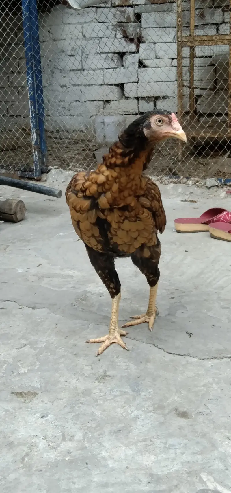 2   ASEEL Hens Madi  For. SaLe — photo 2