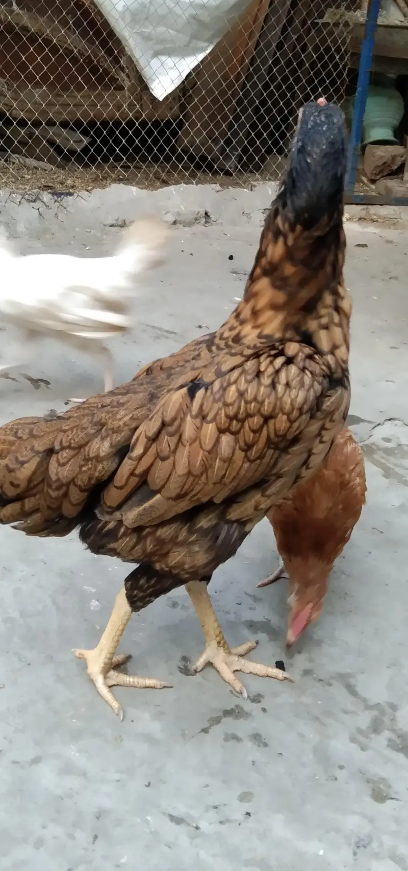 2   ASEEL Hens Madi  For. SaLe — photo 3