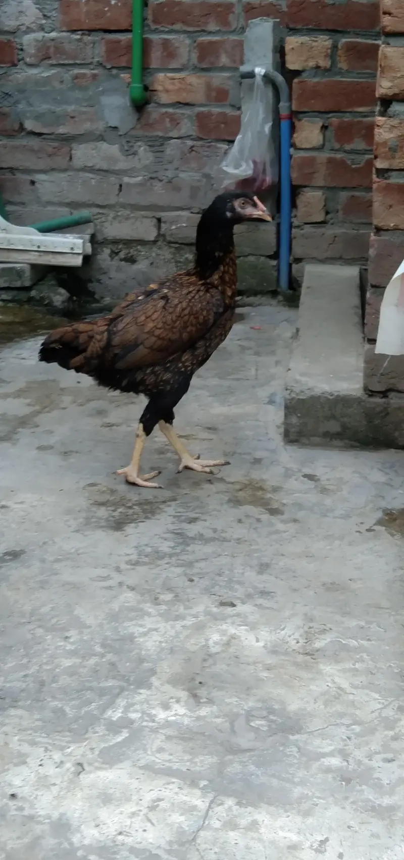 2   ASEEL Hens Madi  For. SaLe — photo 4