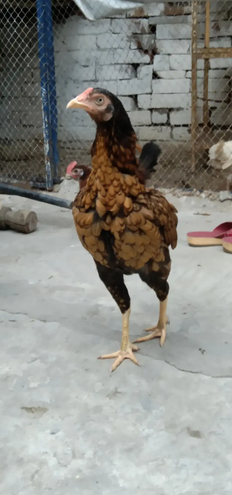 2   ASEEL Hens Madi  For. SaLe — photo 5