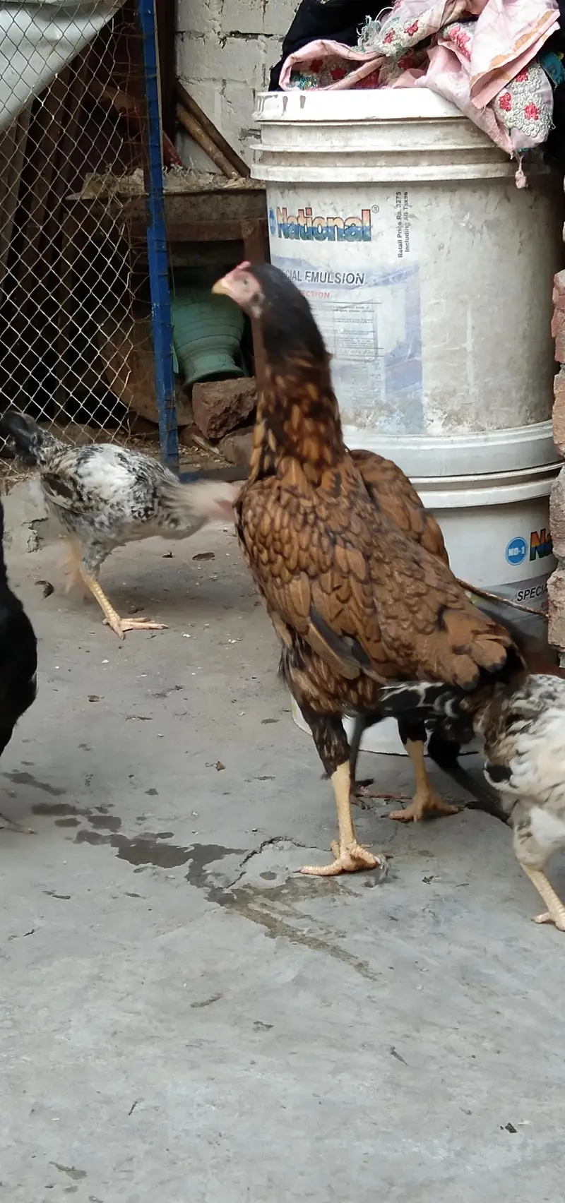 2   ASEEL Hens Madi  For. SaLe — photo 6