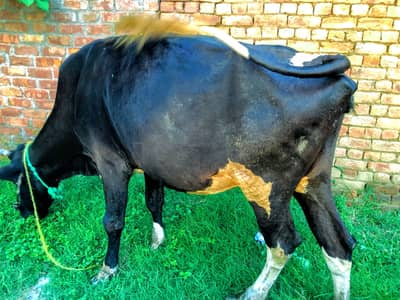 pair walati cow