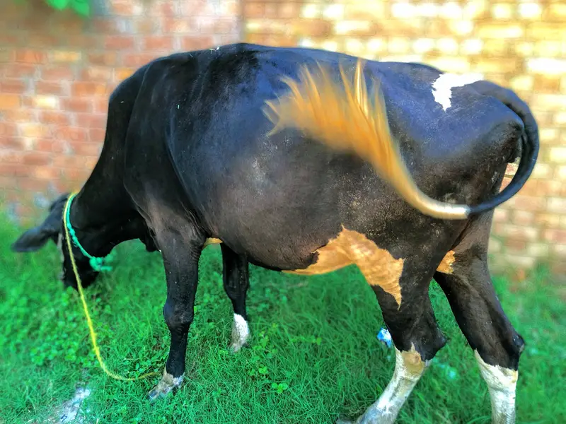 pair walati cow — photo 2