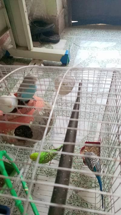 Australian parrots