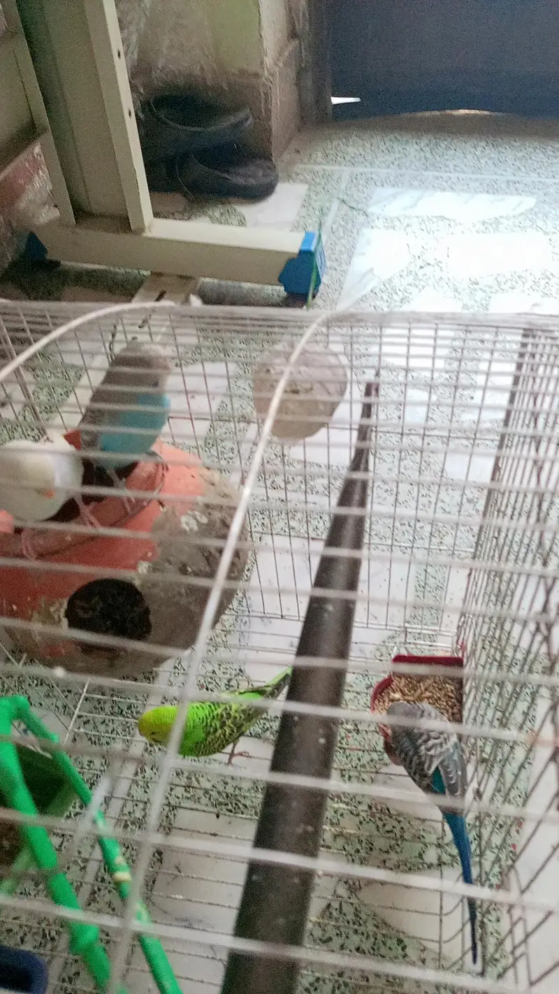 Australian parrots — photo 2
