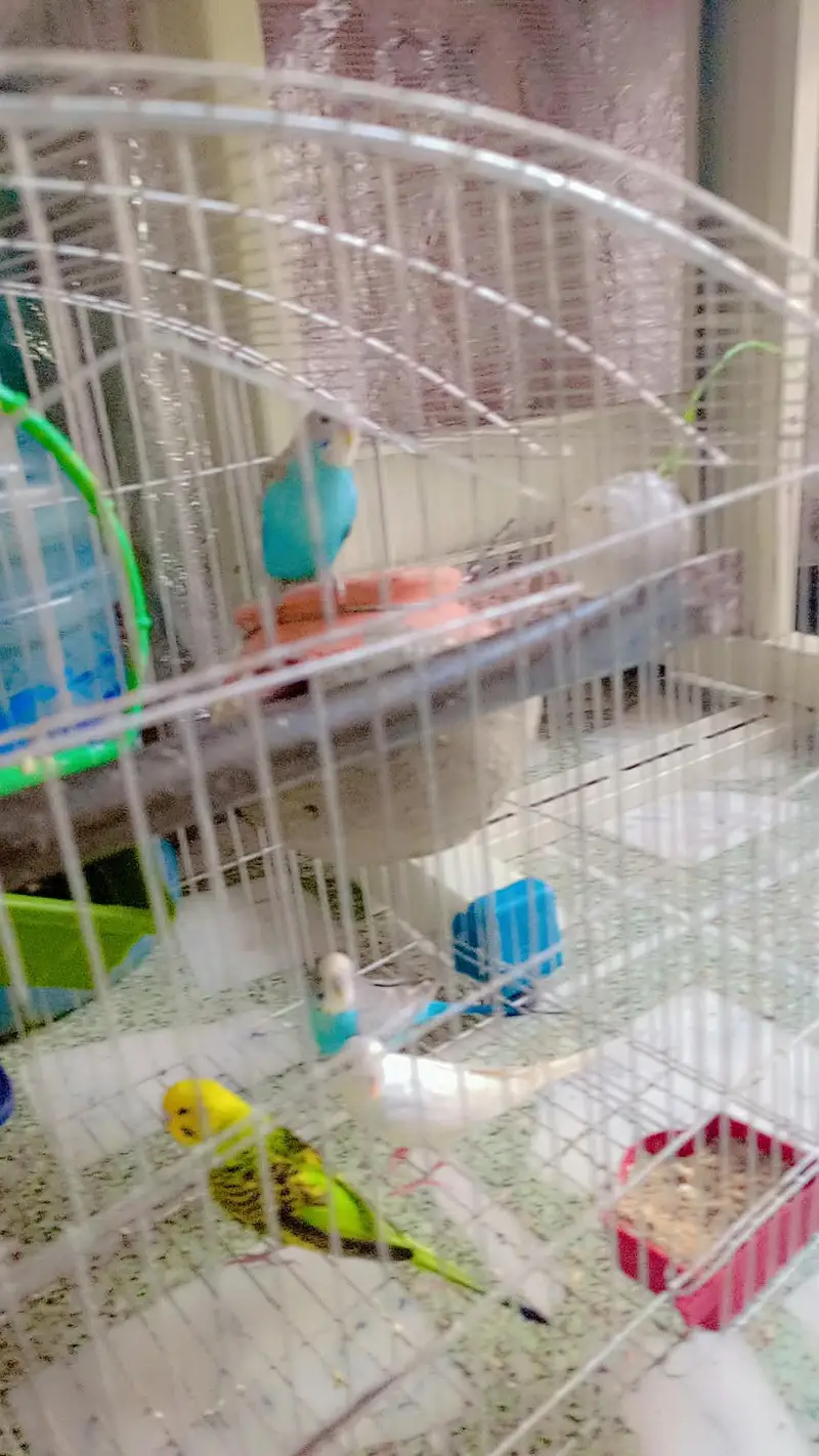 Australian parrots — photo 3