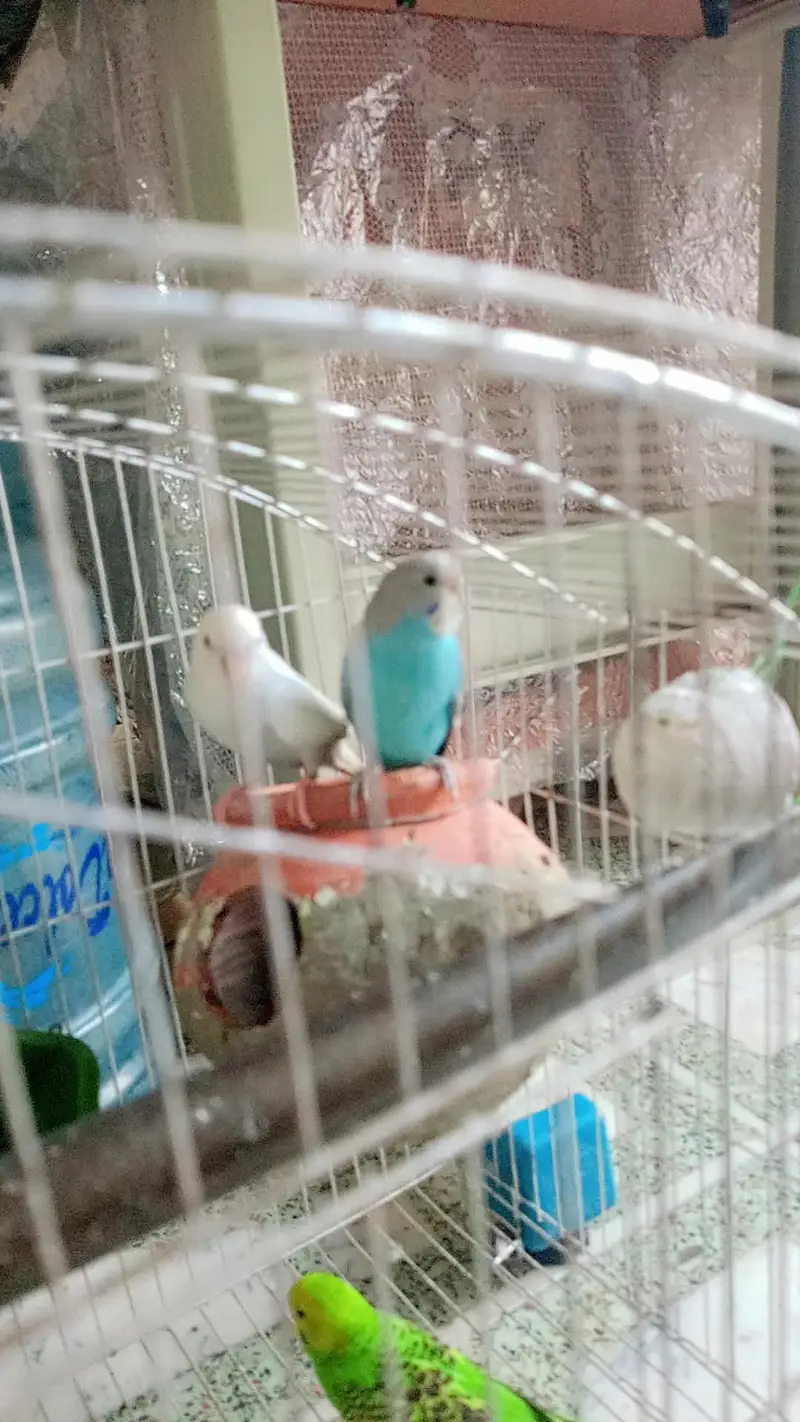 Australian parrots — photo 4